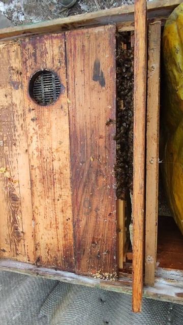 Зимний осмотр пчел смотреть онлайн