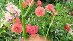 Розы голден зест,самаритан,хайди клум.26.05.24