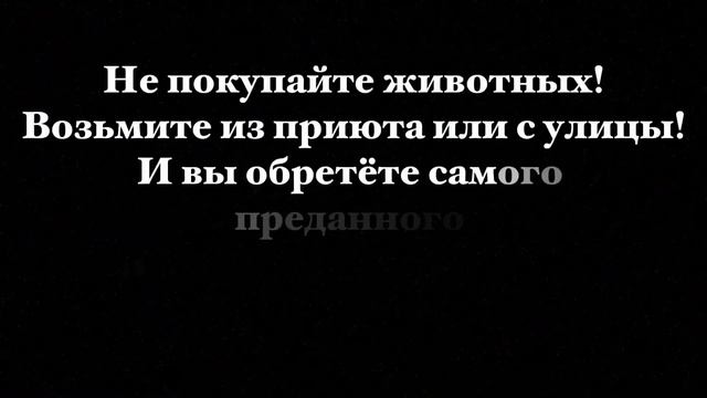 Всемирный день домашних животных-30.11.2024