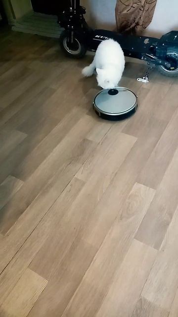 Робот пылесос не даёт прохода коту Мартину. смотреть онлайн