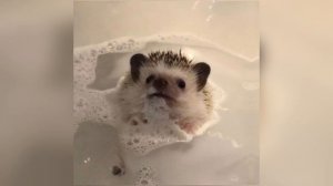 Алло - Егор Крид | speed up