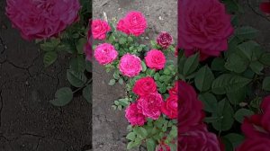 Роза Кордана после высадки в грунт.