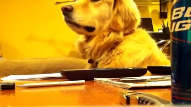 Видео приколы, однако приколись по полной. смотреть онлайн