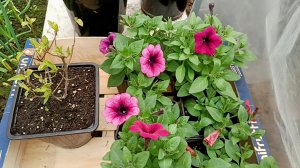 "Жизнь на пенсии".. Купила гортензию и петунии.