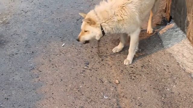 собака есть окурки MOV смотреть онлайн