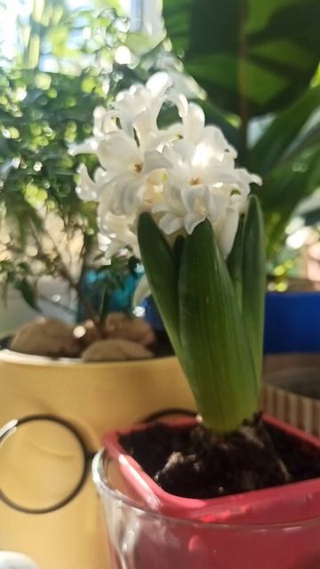 Белый гиацинт/ White hyacinthus смотреть онлайн