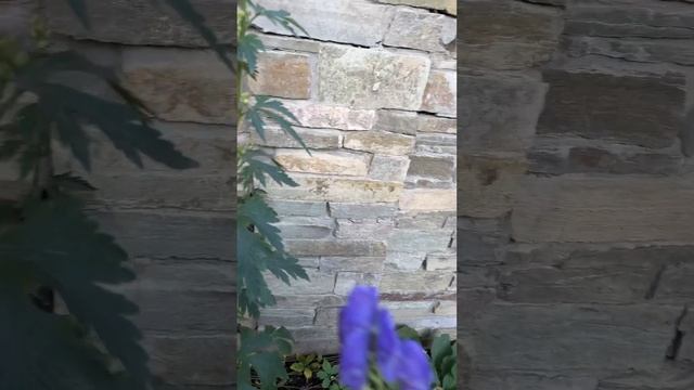 Что за супер-поздний Аконит? смотреть онлайн