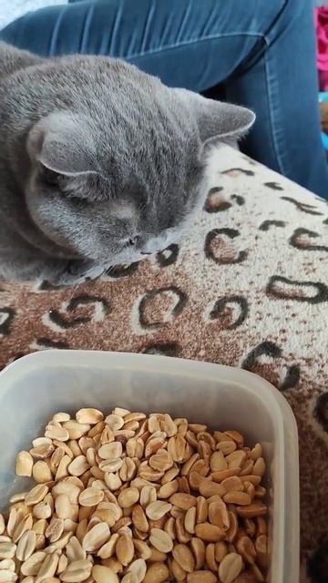 почти белка 🐿️ ! как МЭС ест арахис смотреть онлайн