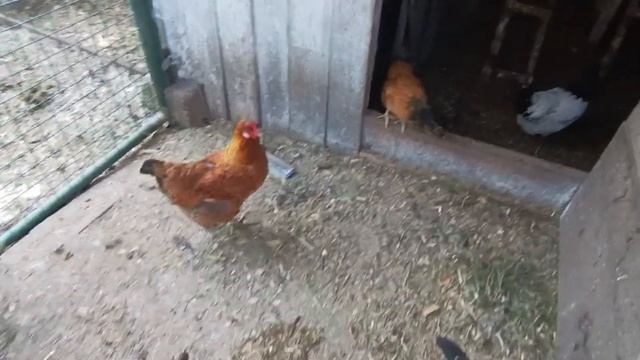 Поставила хлеб в духовку и на хозяйство. Сегодня ждём ? смотреть онлайн