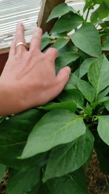 УРОЖАЙНЫЙ ПЕРЕЦ💪 смотреть онлайн