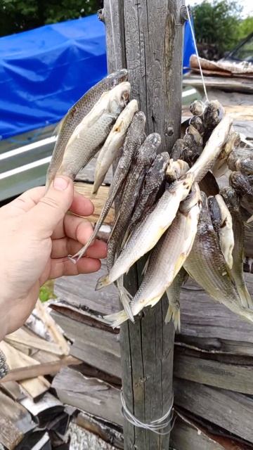 Китайская сушилка в деле.Часть 2 #fishing смотреть онлайн