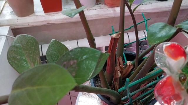 Поговорим о суккулентах в условиях однокомнатной ква? смотреть онлайн