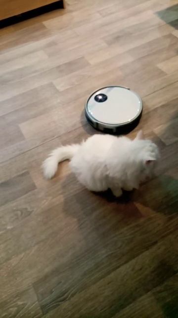 Робот пылесос хочет познакомиться с котом Мартином. смотреть онлайн