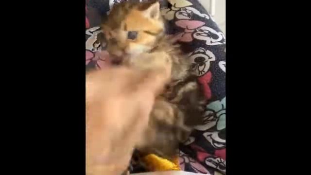 ПРИКОЛЫ НАД КОТАМИ 2017 смотреть онлайн