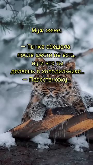 Холодильник#юмор #анекдоты #ржака смотреть онлайн