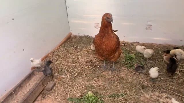 Цыплята на улице🐥и снова мальчик или девочка😊одуванчики и пророщенные зерно курам_ 23 апреля 2025г смотреть онлайн