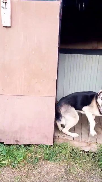 Как слушается овчарка перед едой?🤔 смотреть онлайн