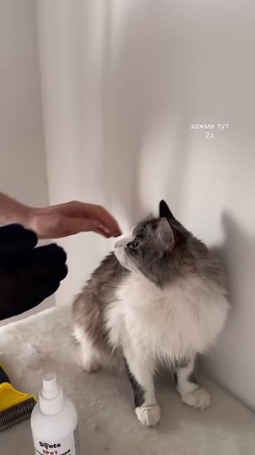 Наш груминг спрей #такса #pets #суперсобака #кошки #spets #вб смотреть онлайн