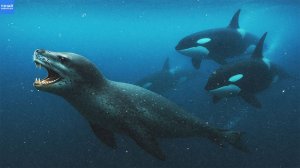 Морской Леопард против Косаток! Как главный хищник Антарктики может стать добычей!