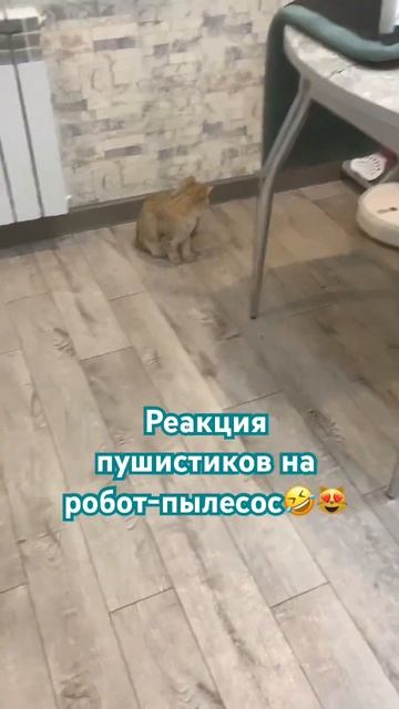 РЕАКЦИЯ НА РОБОТ ПЫЛЕСОС/ РЕАКЦИЯ ЖИВОТНЫХ НА ПЫЛЕСОС смотреть онлайн