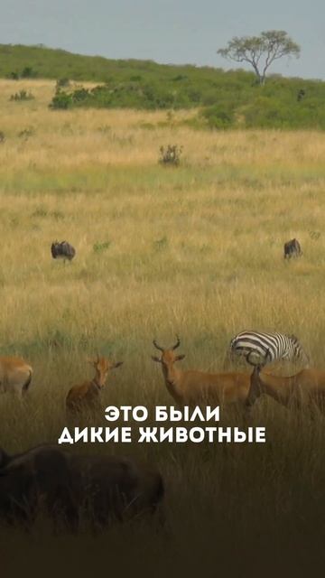 Можно ли есть мясо? Дикое vs Домашнее смотреть онлайн
