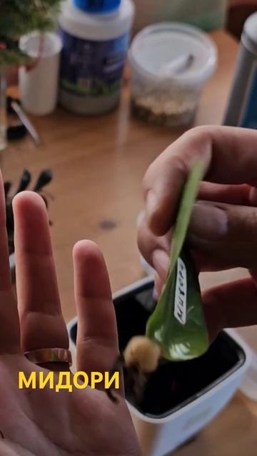 Залипашки и представители всех сортов что у меня есть? смотреть онлайн