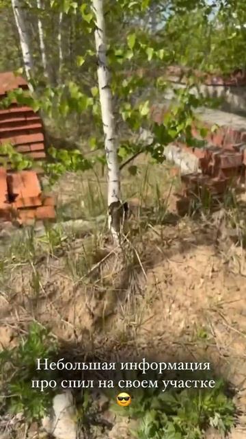 На спил деревьев даже на своем участке нужен «акт осмо смотреть онлайн