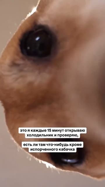 #холодильник #порядокнакухне #порядок #кабачок #загото смотреть онлайн