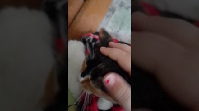 Наша Бекки это кошка часть 2/? смотреть онлайн
