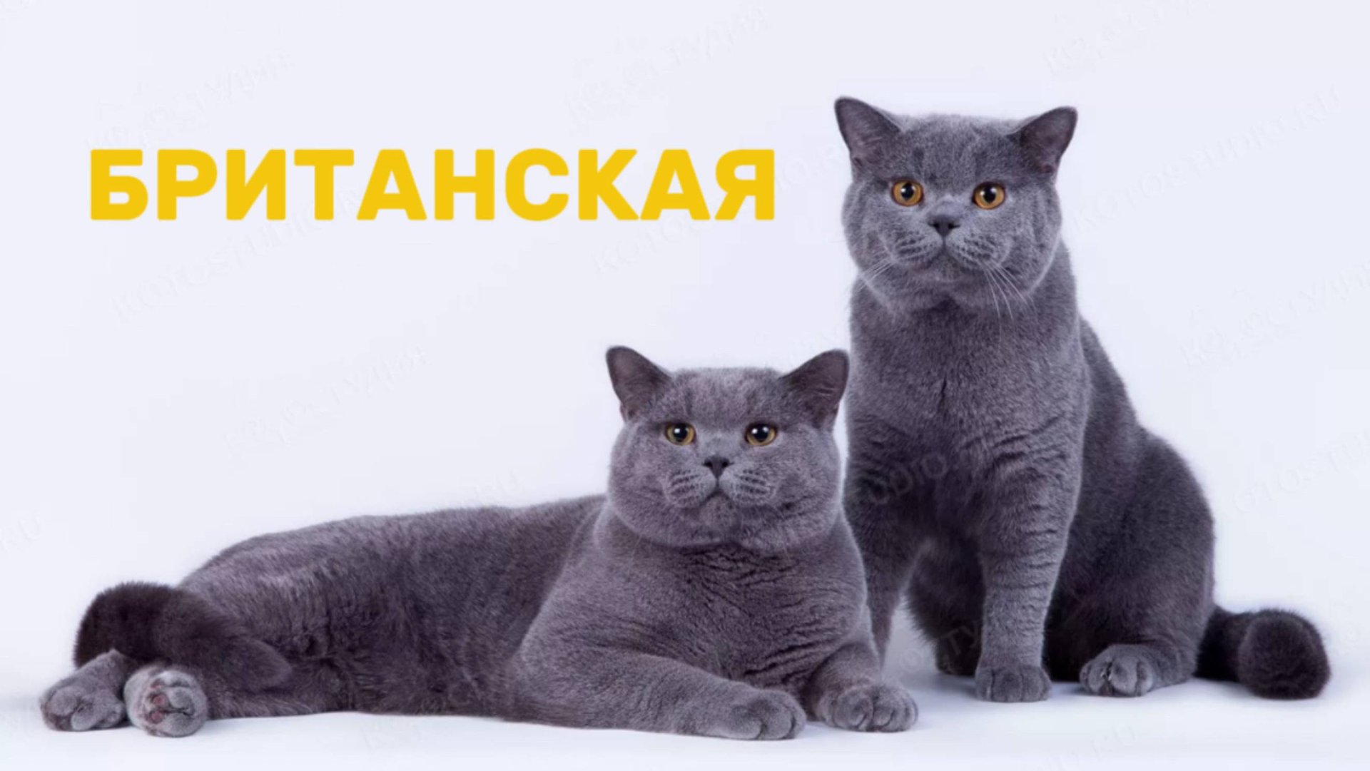 Британские кошки. Кто такая британская кошка и чем интересна ее порода? смотреть онлайн