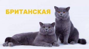 Британские кошки. Кто такая британская кошка и чем интересна ее порода?