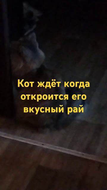 Кот и холодильник смотреть онлайн