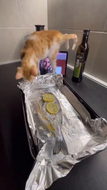 Дорадо в духовке и турецкие сериалы) #fish #cooking #food смотреть онлайн