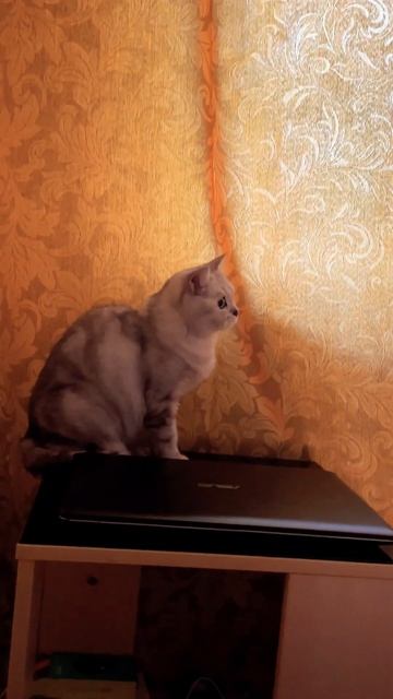 Ой! Опять пылесос включили!😿 #пылесос #страшно #боюсь # смотреть онлайн