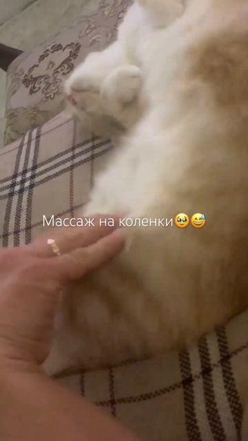 Массаж на коленки 😀 #кошки #cutefunnycat #дрессировка #котей смотреть онлайн