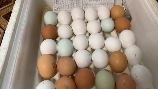 18-19 день инкубации в РАБА 36 инкубатор_болтушка приболела_ как все мои цыплятки_ 3-4 мая 2025 года смотреть онлайн