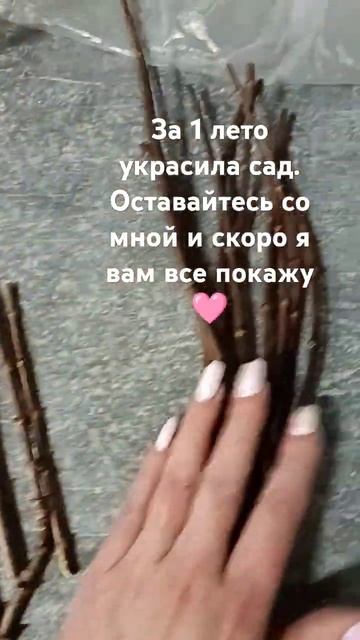 Гортензии начинаем черенковать. Проращиваем вершки. ?