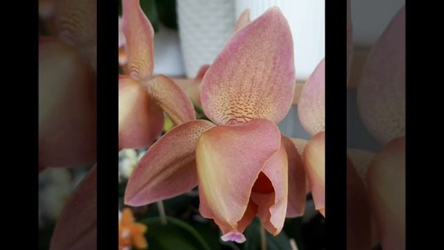 Красота крупным планом 😊 смотреть онлайн