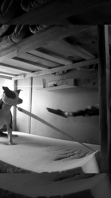 Засранец, боится пылесоса. смотреть онлайн