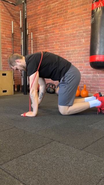 кошка собака с резиной