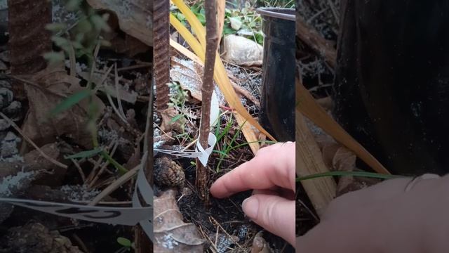 Какой черенок🌱 метельчатой гортензии лучше укоренит