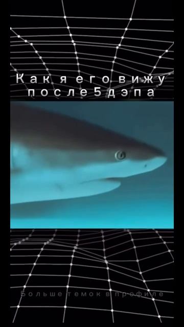 У кого есть другой акула? #мелстрой #деньги #акула #деп? смотреть онлайн