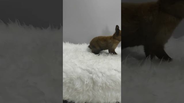 Скай, др 19.09.2023. Вес смотреть онлайн