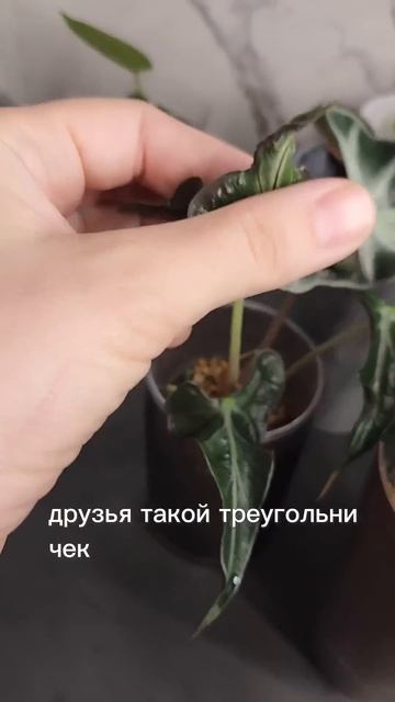 Любимые алоказии 💚 часть 2 смотреть онлайн