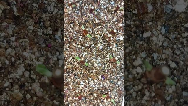 Одревесневшее черенкование гортензии( продолжение)