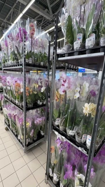 Лучше Вы к нам #орхидеи #orchid #цветы #орхидеяцветет #орхи смотреть онлайн