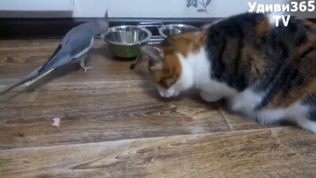 Прикольные птицы удивительное видео на канале Удиви365TV смотреть онлайн