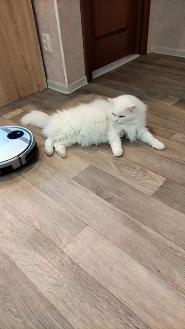 Мартин белый кот вылизывается, а робот пылесос завиду? смотреть онлайн