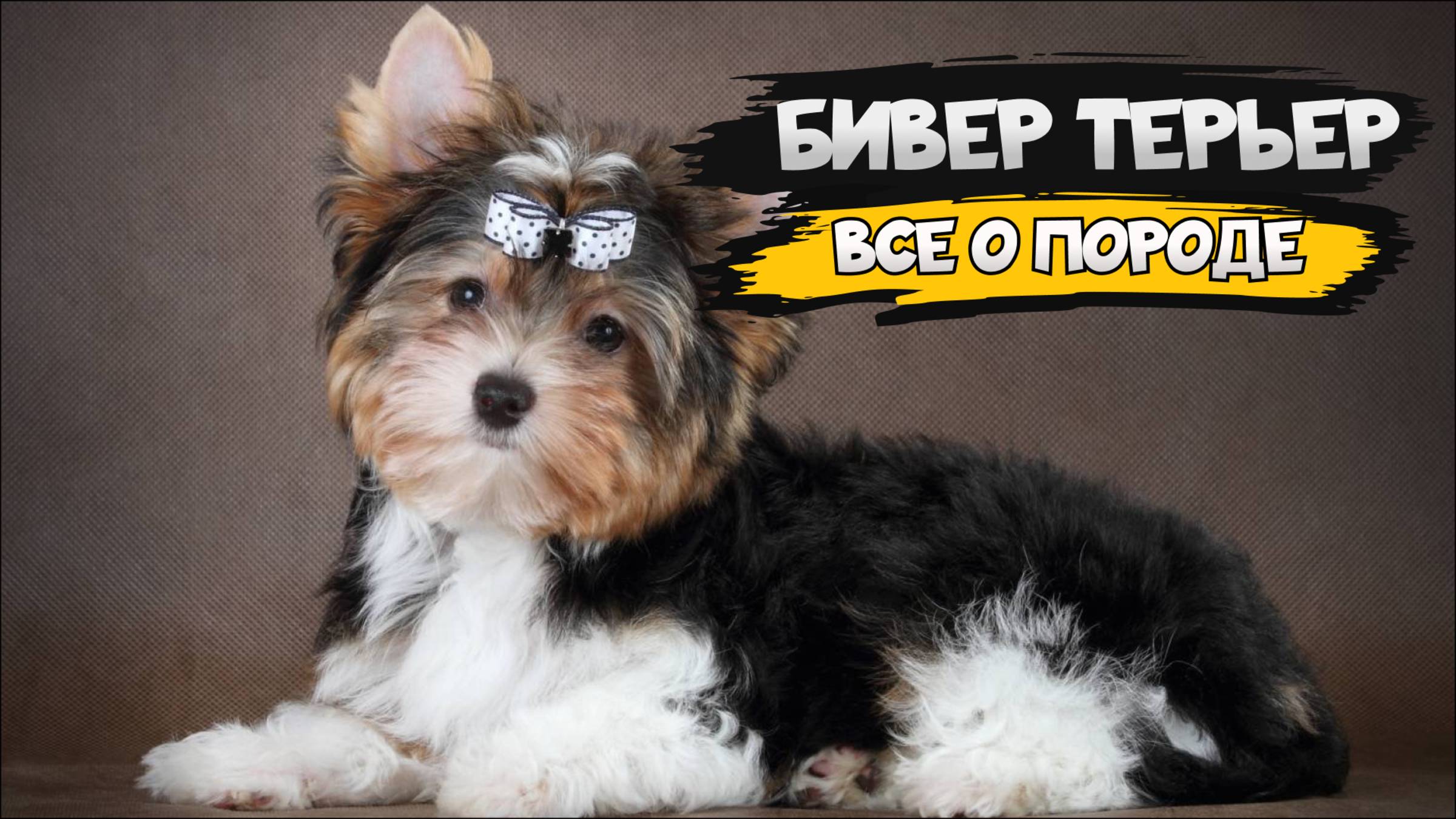 Бивер-йоркширский терьер - Все о породе собаки | Собака породы бивер-йоркширский терьер смотреть онлайн