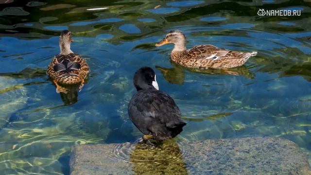 Совместимость: женщина-телец и мужчина-водолей смотреть онлайн
